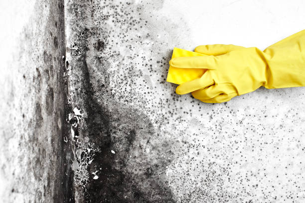 Biohazard Mold Removal in Jefferson, MD